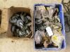 Assorted Castors