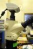 Leica S6D Stereo Zoom Microscope - 2