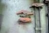 Quantity Of Assorted Carver Clamps - 2