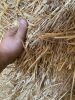 200 x Oat Straw - Conventional - 2