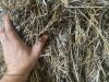 20 x Clover Hay - 120x70 - 2