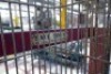 Powell Tool Lift Truck - 2